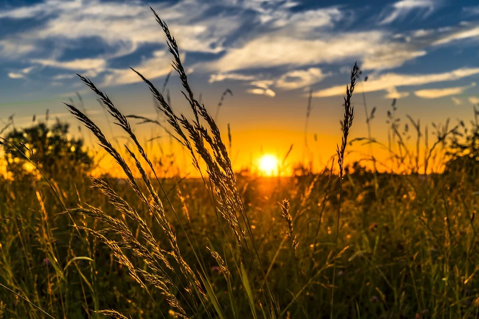 Pacchetto Giovani Calabria in agricoltura, dal Psr 60 milioni di euro per il ricambio generazionale