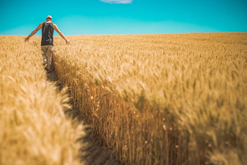 Crisi del grano, ecco come nella Regione Calabria si punta a risolvere il problema