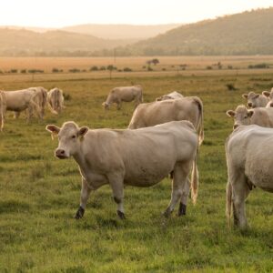 Nuovo bando Psr in Calabria, pronti i finanziamenti per il sostegno al benessere animale